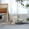 image:imageFUKUMARU 2PCS Ceramics Pet Bowl Set Microwave Heating Food Bowls Cat amp Dog Food and Water Replacement Bowl for FUKUMARU CC50CC70CC802 PCS