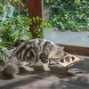 image:imageFUKUMARU Elevated Cat Bowls 15 Tilted Raised Stainless Steel Bowl Stand Small Dog Rubber Board Food Water Bowl Set Feeding Station for Cats and Puppy