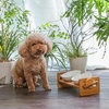 image:imageFUKUMARU Elevated Cat Ceramic Bowls Small Dog 15 Tilted Raised Food Feeding Dishes Solid Bamboo Water Stand Feeder Set for Cats and Puppy