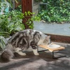 image:imageFUKUMARU Elevated Cat Ceramic Bowls Small Dog Raised Food Feeding Dishes Solid Wood Water Stand Feeder Set for Cats and PuppyBeige