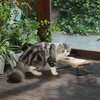 image:imageFUKUMARU Elevated Cat Ceramic Bowls Small Dog Raised Food Feeding Dishes Solid Wood Water Stand Feeder Set for Cats and PuppyBeige