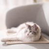 image:imageFUKUMARU 2 Packs Cat Scratching Mat 236 x 157 Inch Natural Sisal Cat Scratch Pad Mats for Indoor Cats Horizontal Cats Wall Scratcher Kitten Floor Rug with Sticky Tape Furniture ProtectorCreamThicken 236 x 157 Inch