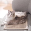 image:imageFUKUMARU 2 Packs Cat Scratching Mat 236 x 157 Inch Natural Sisal Cat Scratch Pad Mats for Indoor Cats Horizontal Cats Wall Scratcher Kitten Floor Rug with Sticky Tape Furniture ProtectorCreamThicken 236 x 157 Inch