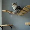 image:imageFUKUMARU Cat Bridge Wall Mounted 128Inch Expanded Feline Perch amp Climbing Steps for Custom Kitten Highway Systems MultiLevel Wall Shelves Furniture