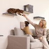image:imageFUKUMARU Cat Wall Shelves Stable amp Safe 5 in 1 Cat Walls Furniture Set Wooden Kitten Climbing Wall with Scratching Post for 16 Inch Drywall  GreenLight Gray