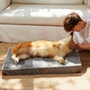 image:imageFUKUMARU Dog Bed Thickened Corduroy Orthopedic Dog Beds with Washable Cover Large Waterproof Dogs Bed for Crate 28D Egg Crate Foam Support Pet Mat Cozy Pet Bed Pad with AntiSlip Bottom GreyGrey